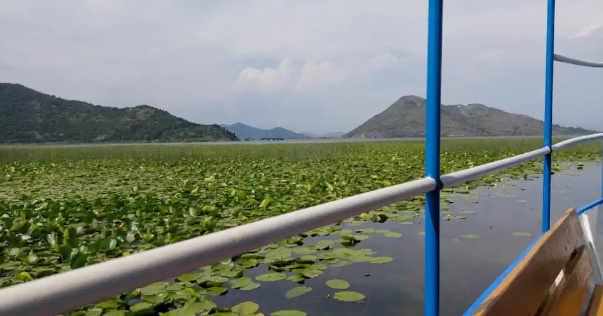 Skadar Lake lush wetlands