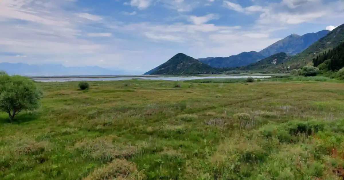 Skadar Lake wetlands